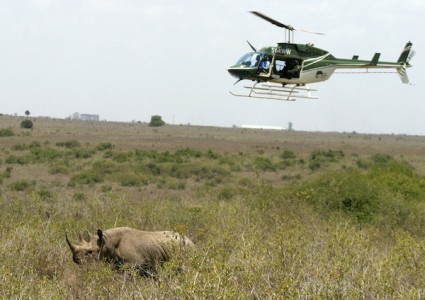 helicopter_wildlife_viewing